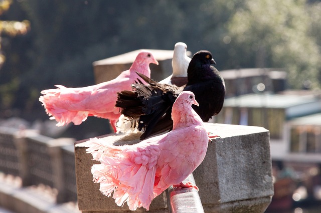 登贝莱的故 登贝莱的故