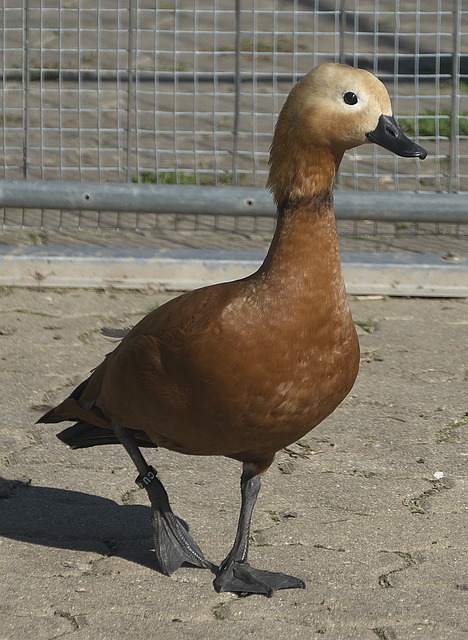 夺阶段